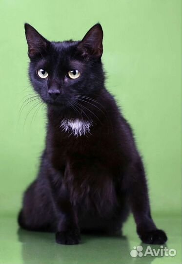 Где же ты мой человек