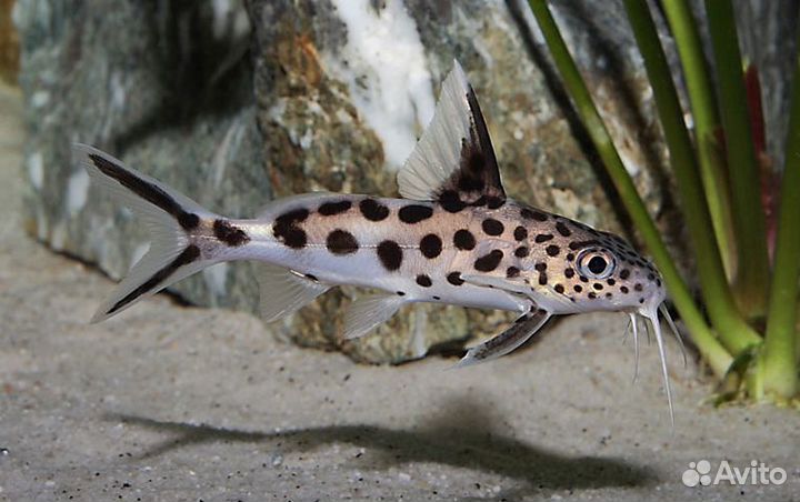 Сомик Синодонтис Далматин (Synodontis Sp Hybrid)
