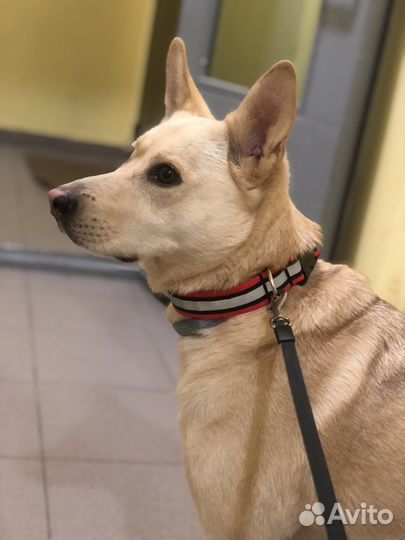 Ошейник для собак / поводок