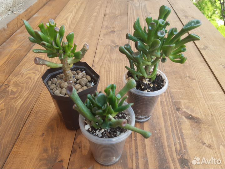 Крассула Голлум, Глоксиния