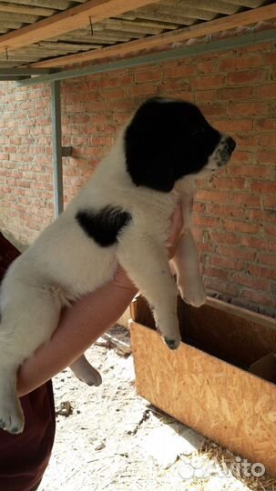 Щенки алабай