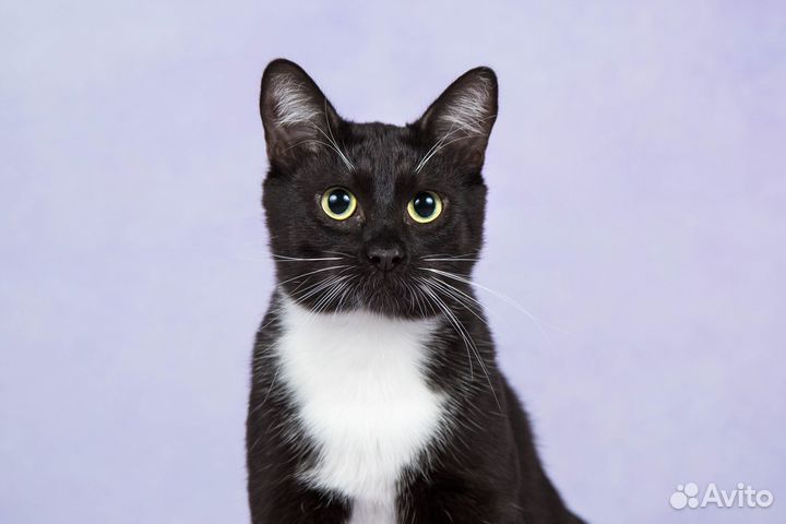 Котик Пирожок ищет дом