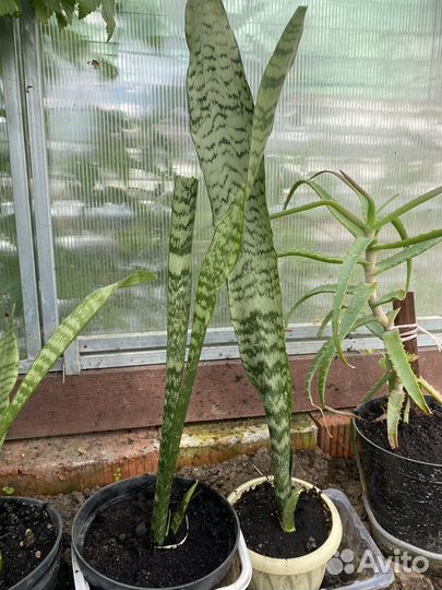 Сансевиерия