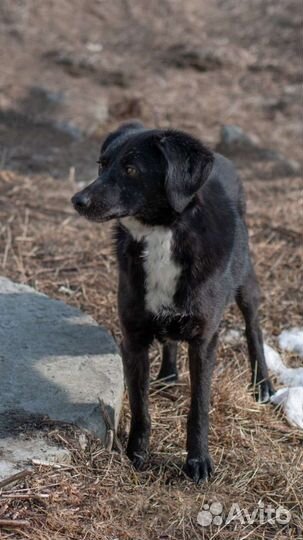 Маленькая собака в добрые руки