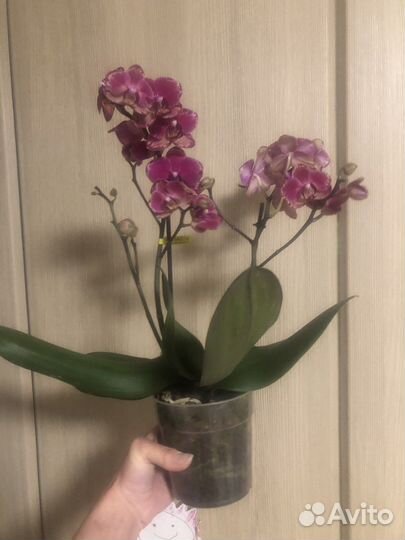 Фаленопсисы
