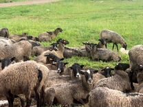 Овцы романовской породы чистокровные