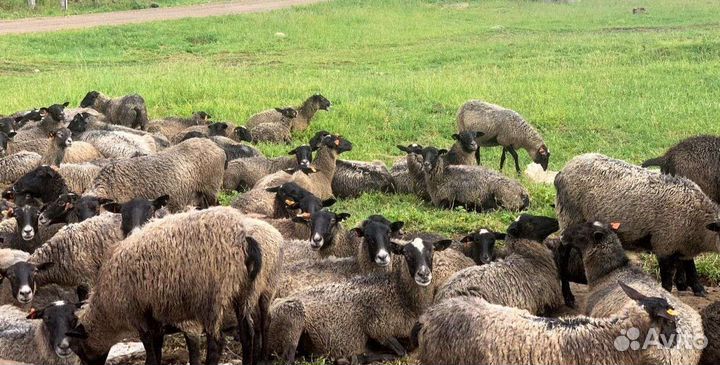 Баранчики ярки романовской породы чистокровные