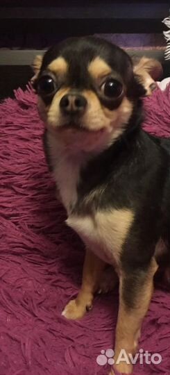 Вязка чихуахуа