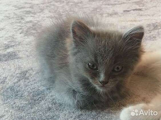 Котенок 3 месяца (мальчик )