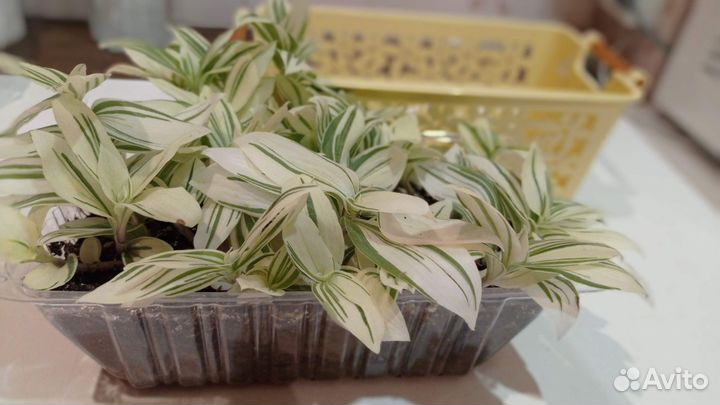 Традесканция белая