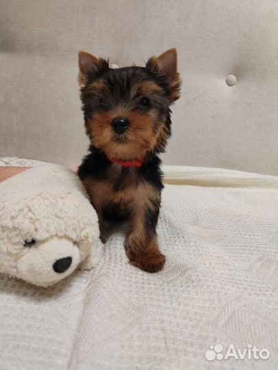 Красавчик, вязка