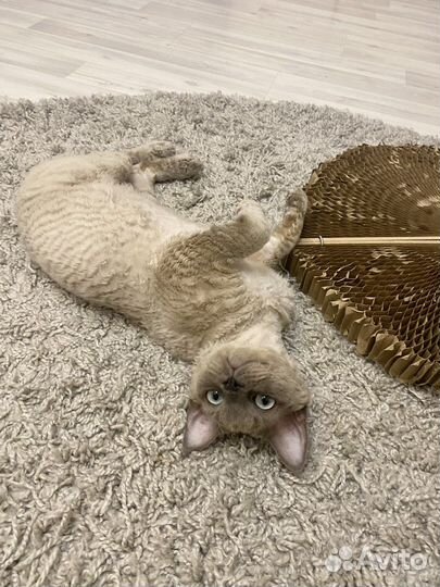 Девон-рекс вязка