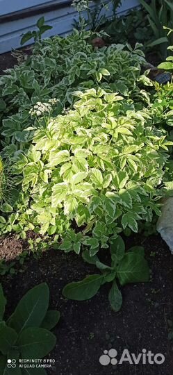 Сныть трава