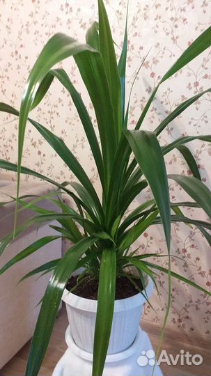 Пальма панданус