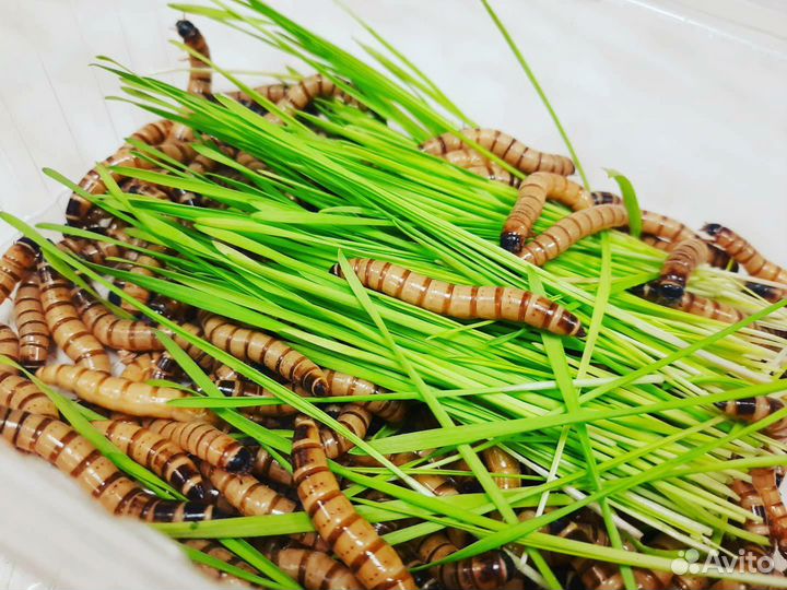 Зофобас (зоофобус, зоофобас), корм для стрижей