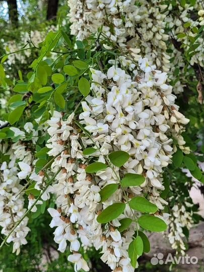 Чистейший мед Белой Акации