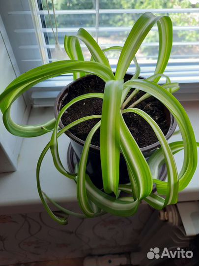 Хлорофитум