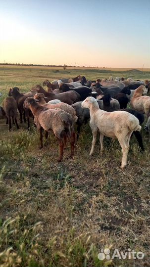 Овцы бараны ягнята