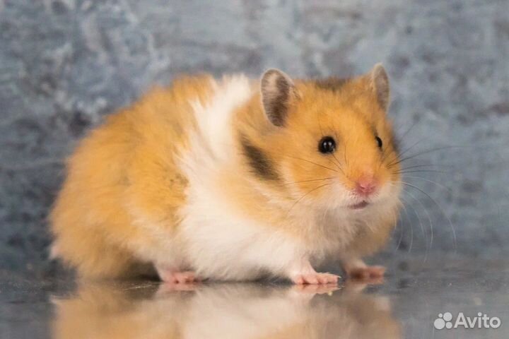 Сирийские Ангорские Хомяки Джунгарик Клетки Достав