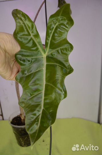 Алоказия сандера