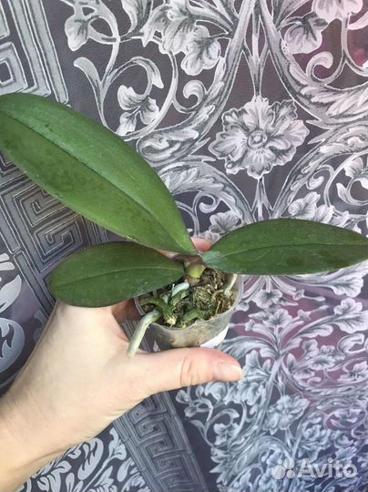 Орхидея P. Popcorn