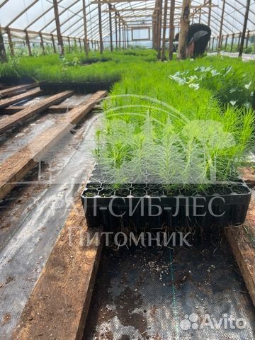 Горная сосна Мугус с зкс сеянцы
