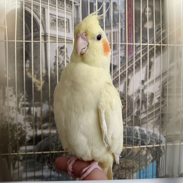 Попугай корелла