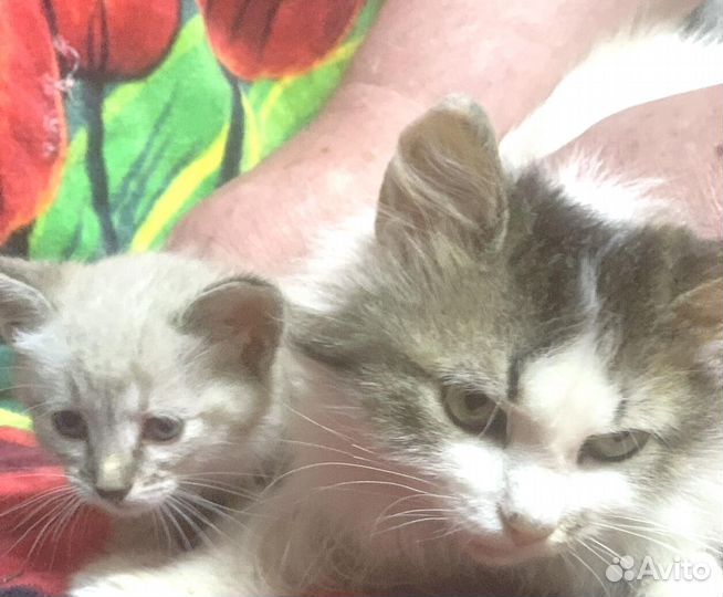 Кошечка Herz (Сердце)