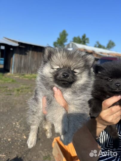 Щенки щпиц померанский