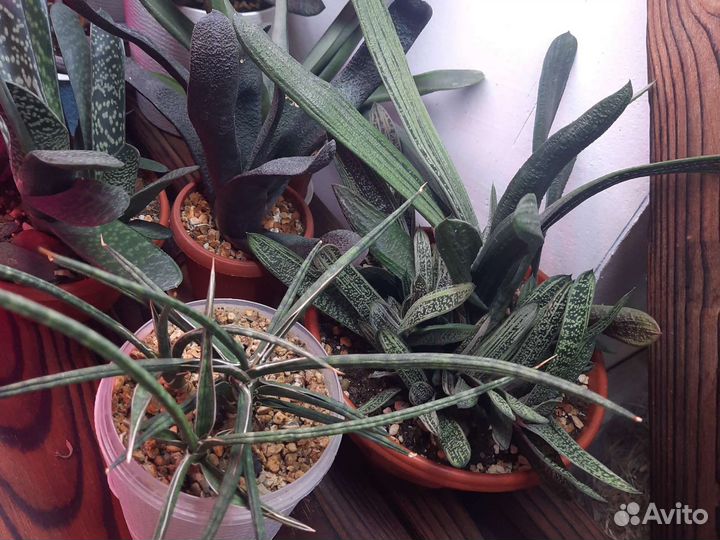 Комнатные растения продажу обмен