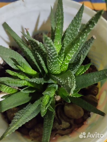 Цветы комнатные