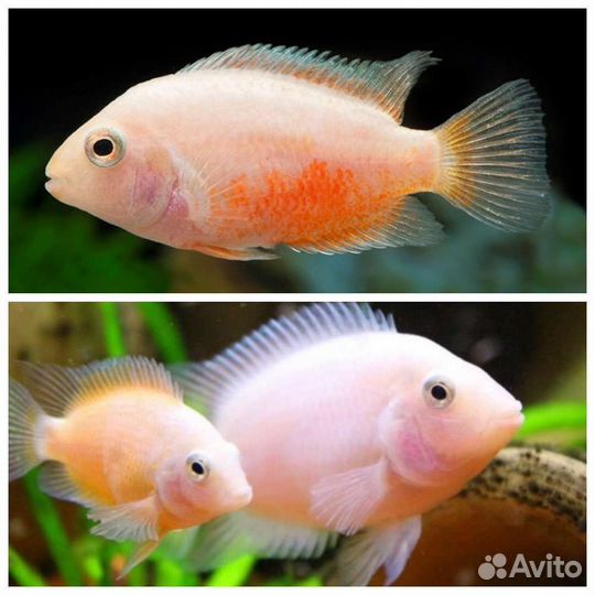 Цихлозома розовый фламинго