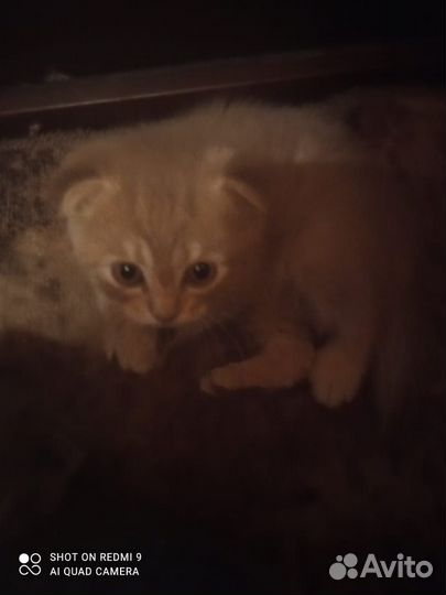 Британские котята бесплатно