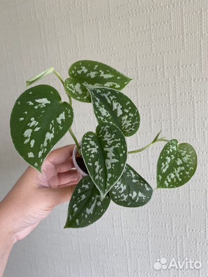 Сциндапсусы и Эпипремеум Неон