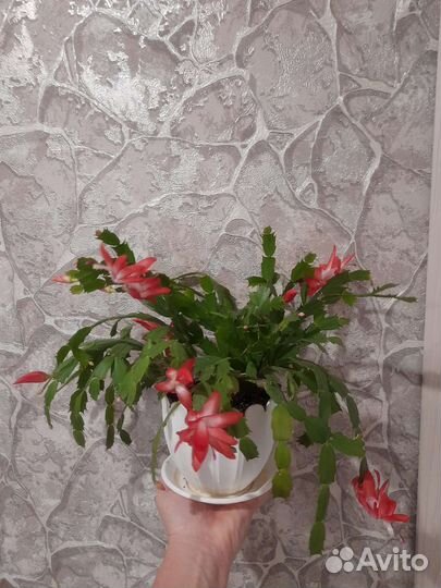 Декабрист шлюмбергера