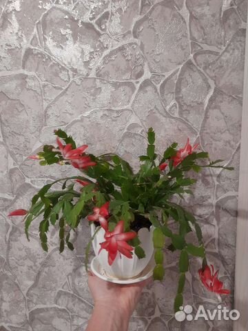 Декабрист шлюмбергера