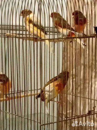 Канарейки овсяночного напева