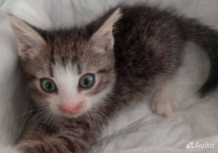 Отдам котенка