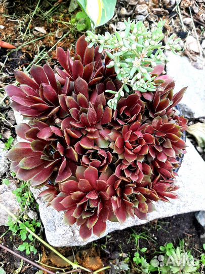 Молодило(каменная роза)