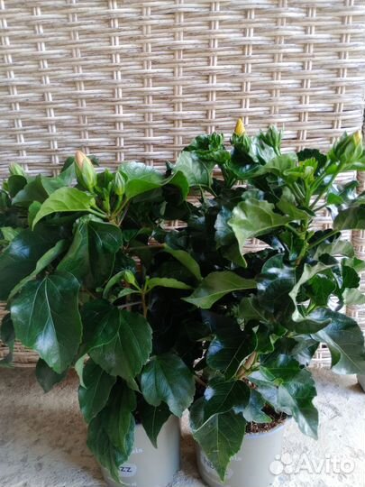 Гибискусы сортовые