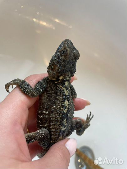 Турецкая агама