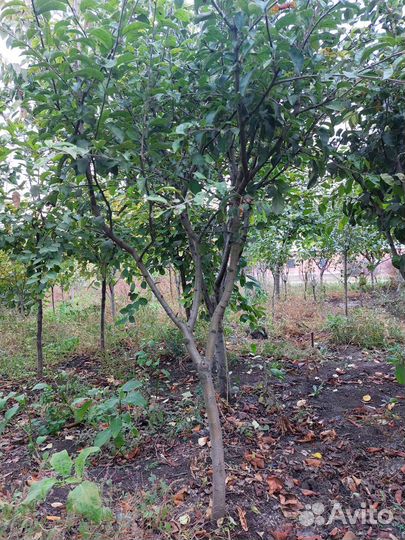 Крупномеры на ком от 3 лет