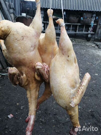 Мясо утки муларда