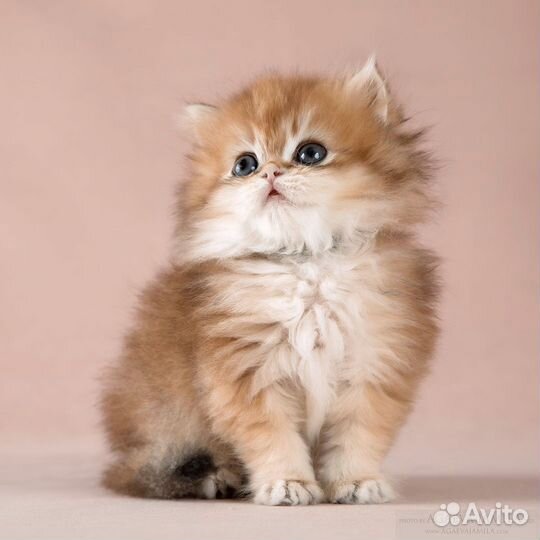 Мальчик золотая британская длинношёрстная шиншилла