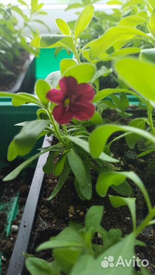 Рассада калибрахоа