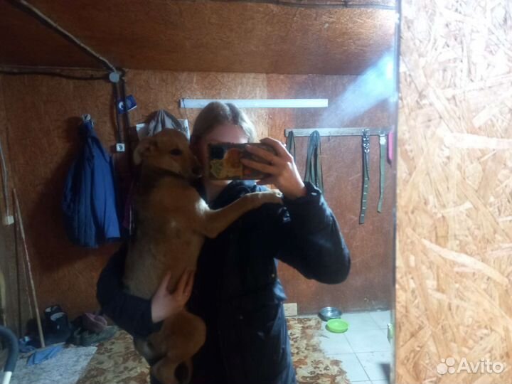 Собака в добрые руки