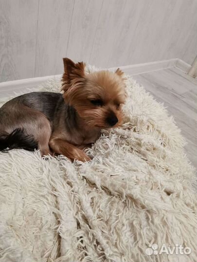 Передержка собак и кошек