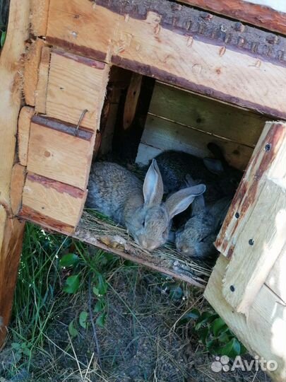 Кролики мясных пород