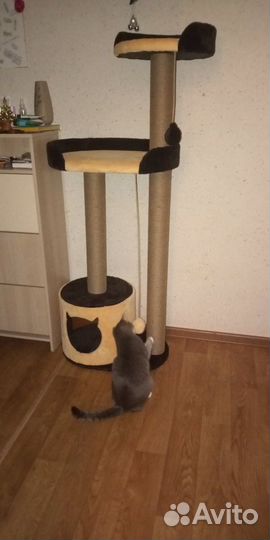 Домики, комплексы, когтеточки для кошек. Выс.1.5 м