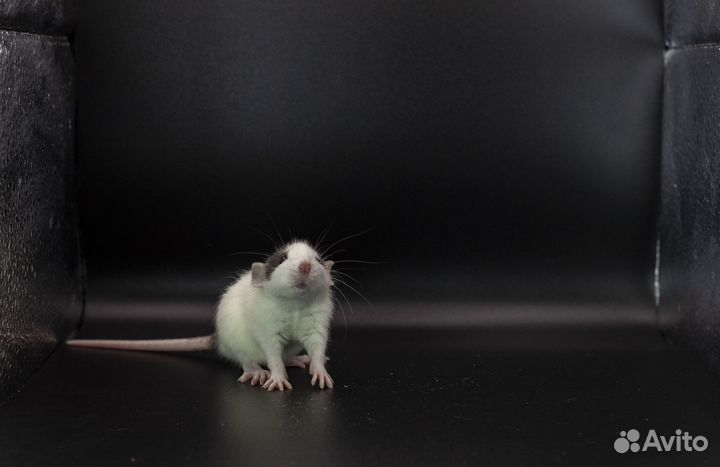 Крыса. Крысята. Дамбо крыса. Питомник